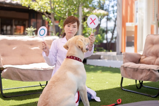 犬にしつけをする女性