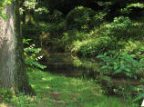 小石川植物園画像5