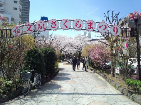 播磨坂　桜並木写真