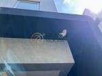 外観・共有部　Elegance Villa