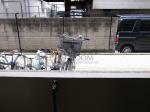 トーシンフェニックス江戸川橋　眺望